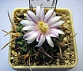 Нажмите на изображение для увеличения.

Название:	Echinofossulocactus_crispatus_SB438_8y.JPG
Просмотров:	195
Размер:	117.7 Кб
ID:	363310