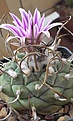 Нажмите на изображение для увеличения.

Название:	Turbinicarpus schwarzii roseiflorus.jpg
Просмотров:	216
Размер:	116.8 Кб
ID:	363329