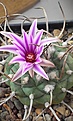 Нажмите на изображение для увеличения.

Название:	Turbinicarpus schwarzii roseiflorus.jpg
Просмотров:	212
Размер:	121.6 Кб
ID:	363330