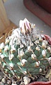 Нажмите на изображение для увеличения.

Название:	Turbinicarpus panarottoi.jpg
Просмотров:	216
Размер:	140.1 Кб
ID:	363401