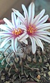 Нажмите на изображение для увеличения.

Название:	Turbinicarpus panarottoi.jpg
Просмотров:	207
Размер:	94.7 Кб
ID:	363402