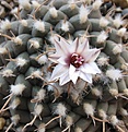 Нажмите на изображение для увеличения.

Название:	Turbinicarpus_bonatzii_MZ587_10y.JPG
Просмотров:	207
Размер:	116.7 Кб
ID:	363422
