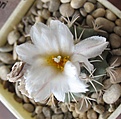 Нажмите на изображение для увеличения.

Название:	Turbinicarpus_hoferi_HO434_7y.JPG
Просмотров:	204
Размер:	119.9 Кб
ID:	363423