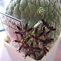 Нажмите на изображение для увеличения.

Название:	Pseudolithos_migiurtinus_8y.JPG
Просмотров:	208
Размер:	120.9 Кб
ID:	363424