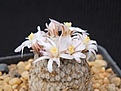 Нажмите на изображение для увеличения.

Название:	Mammillaria sanchez-mejoradae.JPG
Просмотров:	216
Размер:	172.5 Кб
ID:	363430