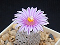 Нажмите на изображение для увеличения.

Название:	Turbinicarpus valdezianus.JPG
Просмотров:	210
Размер:	167.4 Кб
ID:	363432