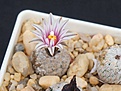 Нажмите на изображение для увеличения.

Название:	Turbinicarpus valdezianus v.albiflorus MZ 662.JPG
Просмотров:	208
Размер:	187.8 Кб
ID:	363433
