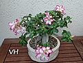 Нажмите на изображение для увеличения.

Название:	DSC_5424.JPG
Просмотров:	198
Размер:	200.8 Кб
ID:	363438