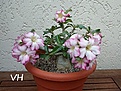 Нажмите на изображение для увеличения.

Название:	DSC_5429.JPG
Просмотров:	191
Размер:	260.6 Кб
ID:	363440