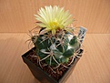 Нажмите на изображение для увеличения.

Название:	Coryphatha pycnacantha.JPG
Просмотров:	388
Размер:	34.5 Кб
ID:	363447