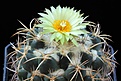 Нажмите на изображение для увеличения.

Название:	Coryphantha_pycnacantha.jpg
Просмотров:	362
Размер:	69.4 Кб
ID:	363448