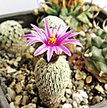 Нажмите на изображение для увеличения.

Название:	Turbinicarpus-pseudopectinatus.jpg
Просмотров:	204
Размер:	475.3 Кб
ID:	363453