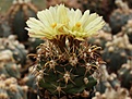 Нажмите на изображение для увеличения.

Название:	Coryphantha robustispina ssp.Nogales-Son..jpg
Просмотров:	434
Размер:	97.6 Кб
ID:	363459