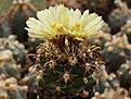 Нажмите на изображение для увеличения.

Название:	Coryphantha robustispina ssp.Nogales-Son..jpg
Просмотров:	369
Размер:	97.6 Кб
ID:	363459