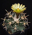 Нажмите на изображение для увеличения.

Название:	Coryphantha scheeri v.robustispina.jpg
Просмотров:	443
Размер:	112.6 Кб
ID:	363460