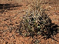 Нажмите на изображение для увеличения.

Название:	Coryphantha robustispina ssp.robustispina Sonora.jpg
Просмотров:	370
Размер:	182.8 Кб
ID:	363461