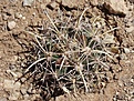 Нажмите на изображение для увеличения.

Название:	Coryphantha scheerir ssp.robustispina H.jpg
Просмотров:	434
Размер:	96.5 Кб
ID:	363462