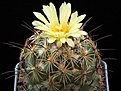 Нажмите на изображение для увеличения.

Название:	Coryphantha nickelsiae SB 552.jpg
Просмотров:	432
Размер:	78.6 Кб
ID:	363463
