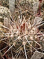 Нажмите на изображение для увеличения.

Название:	Coryphantha ramillosa S.jpg
Просмотров:	433
Размер:	182.5 Кб
ID:	363464
