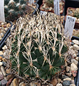 Нажмите на изображение для увеличения.

Название:	Coryphantha-nickelsiae-SOKK.jpg
Просмотров:	445
Размер:	436.4 Кб
ID:	363471