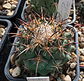 Нажмите на изображение для увеличения.

Название:	Coryphantha-borwigii-SOKK.jpg
Просмотров:	472
Размер:	413.9 Кб
ID:	363473