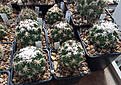 Нажмите на изображение для увеличения.

Название:	Coryphantha-Coryphantha-tripugionacantha+ramillosa-SOKK.jpg
Просмотров:	442
Размер:	468.3 Кб
ID:	363474