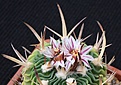 Нажмите на изображение для увеличения.

Название:	Stenocactus pentacanthus.JPG
Просмотров:	205
Размер:	220.1 Кб
ID:	363517