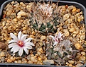 Нажмите на изображение для увеличения.

Название:	Turbinicarpus bonatzii MZ 587.JPG
Просмотров:	206
Размер:	325.3 Кб
ID:	363518
