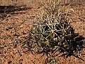 Нажмите на изображение для увеличения.

Название:	coryphantha-robustispina-ssp-robustispina-sonora-foto-karel-slajs_hajek-kaktusy.jpg
Просмотров:	429
Размер:	94.4 Кб
ID:	363519