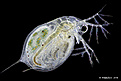 Нажмите на изображение для увеличения.

Название:	Daphnia.jpg
Просмотров:	196
Размер:	372.6 Кб
ID:	363619