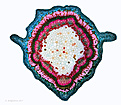 Нажмите на изображение для увеличения.

Название:	Physocarpus_opulifolius.jpg
Просмотров:	195
Размер:	456.9 Кб
ID:	363622