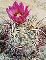 Нажмите на изображение для увеличения.

Название:	Sclerocactus polyancistrus Fh 80 Death Valley.jpg
Просмотров:	293
Размер:	89.5 Кб
ID:	363629