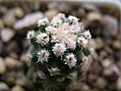 Нажмите на изображение для увеличения.

Название:	Pediocactus peeblesianus.JPG
Просмотров:	253
Размер:	36.7 Кб
ID:	363632