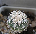 Нажмите на изображение для увеличения.

Название:	Pediocactus peeblesianus2.JPG
Просмотров:	285
Размер:	43.1 Кб
ID:	363633
