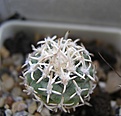 Нажмите на изображение для увеличения.

Название:	Pediocactus peeblesianus2.JPG
Просмотров:	245
Размер:	43.1 Кб
ID:	363633