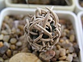 Нажмите на изображение для увеличения.

Название:	Pediocactus peeblesianus3.JPG
Просмотров:	276
Размер:	36.7 Кб
ID:	363634