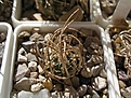 Нажмите на изображение для увеличения.

Название:	Pediocactus peeblesianus4.JPG
Просмотров:	274
Размер:	57.6 Кб
ID:	363635