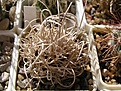 Нажмите на изображение для увеличения.

Название:	Pediocactus peeblesianus5.JPG
Просмотров:	285
Размер:	69.1 Кб
ID:	363636