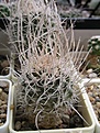 Нажмите на изображение для увеличения.

Название:	Pediocactus peeblesianus6.JPG
Просмотров:	255
Размер:	110.3 Кб
ID:	363637