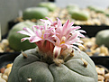 Нажмите на изображение для увеличения.

Название:	Lophophora fricii v. decipiens.jpg
Просмотров:	206
Размер:	305.8 Кб
ID:	363652