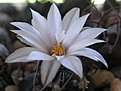 Нажмите на изображение для увеличения.

Название:	Turbinicarpus macrochele subs. frailensis_MZ 578.jpg
Просмотров:	200
Размер:	332.6 Кб
ID:	363654