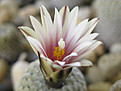 Нажмите на изображение для увеличения.

Название:	Turbinicarpus pseudopectinatus_MZ 499.jpg
Просмотров:	158
Размер:	322.9 Кб
ID:	363655