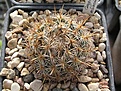 Нажмите на изображение для увеличения.

Название:	Cor.echinoidea.JPG
Просмотров:	400
Размер:	71.9 Кб
ID:	363663