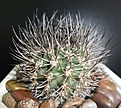 Нажмите на изображение для увеличения.

Название:	Pyrrhocactus marayensis.JPG
Просмотров:	130
Размер:	455.4 Кб
ID:	363668