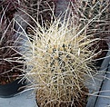 Нажмите на изображение для увеличения.

Название:	Sclerocactus polyancistrus f. albispinus..jpg
Просмотров:	233
Размер:	85.9 Кб
ID:	363674