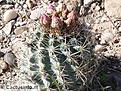 Нажмите на изображение для увеличения.

Название:	249382_sclerocactus-wetlandicus.jpg
Просмотров:	260
Размер:	78.6 Кб
ID:	363675
