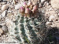 Нажмите на изображение для увеличения.

Название:	249382_sclerocactus-wetlandicus.jpg
Просмотров:	199
Размер:	78.6 Кб
ID:	363675