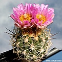 Нажмите на изображение для увеличения.

Название:	Sclerocactus wetlandicus SB 1323 Uintah County.jpg
Просмотров:	255
Размер:	62.2 Кб
ID:	363676