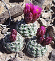 Нажмите на изображение для увеличения.

Название:	sclerocactus_brevispinus_dorde_small.jpg
Просмотров:	254
Размер:	41.4 Кб
ID:	363679