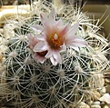 Нажмите на изображение для увеличения.

Название:	Gymnocactus_knuthianus_MZ726_5y.JPG
Просмотров:	203
Размер:	199.9 Кб
ID:	363693
